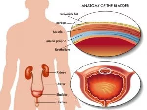 Overactieve blaas Blaasproblemen Andros Clinics