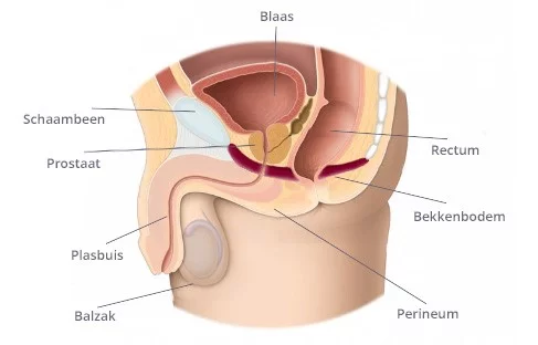 Vergrote prostaat en ontlasting relatie door bekkenbodem waar prostaat en rectum op liggen