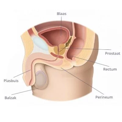 Prostaatpijn ontstaat in de prostaat die ligt in de bekken van de man